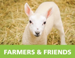 Lamb, Farmers and Friends